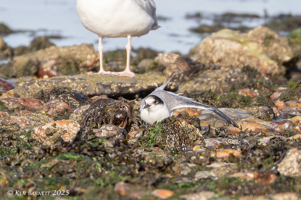 KenBarn90989771's tweet photo. I managed to get onto one of the two #Blackterns that have been at the flagpoles #Goodwickbeach recently. Thanks to Steve Jones @peninsulabirds . Had the bonus of a #YellowLeggedGull close by as well. @PembsBirds https://t.co/VbhXOPdz1l