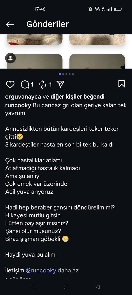 📢 LÜLEBURGAZ YUVA! 
Bu minik can birkaç güne klinikten çıkacakmış ve gidecek yeri yokmuş. 3 kardeşten sadece bu tatlış hayata tutunmuş. Lüleburgaz'da. Çok acil yuva aranıyor. İletişim için Instagram hesabı: @runcooky 
instagram.com/runcooky?igsh=…
