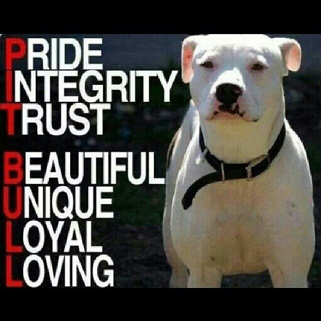 Pit Bulls Against Discrimination tweet media