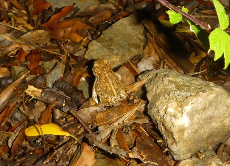 Amb les pluges els gripaus corredors tornen a campar arreu. #naturaolesana