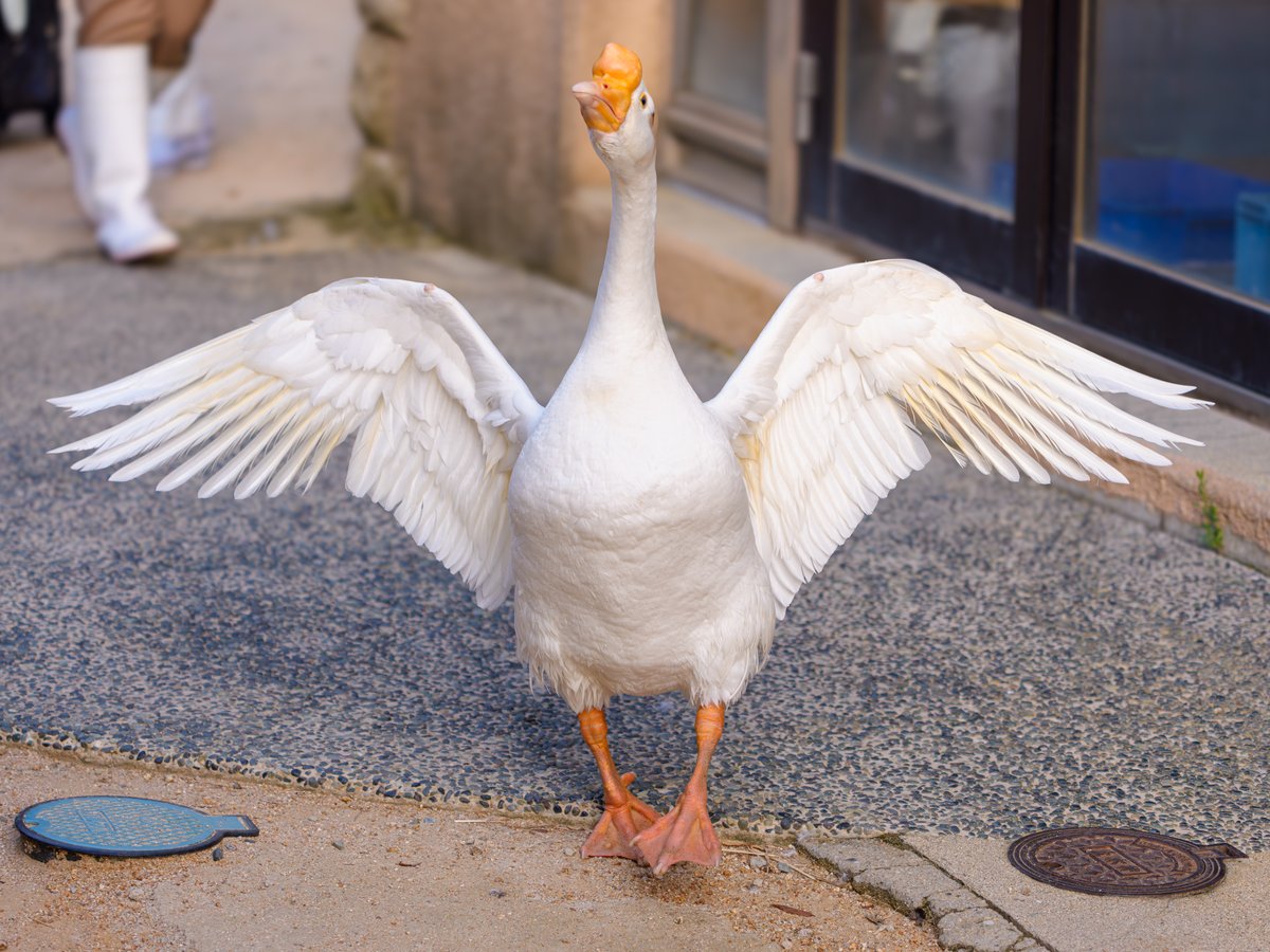 昨日のがっちゃん🪿
がっちゃんのいるところは笑顔の花が咲きます✨
なんだか嬉しそうに羽を広げて歩くがっちゃんで
おはようございます🪽🥰