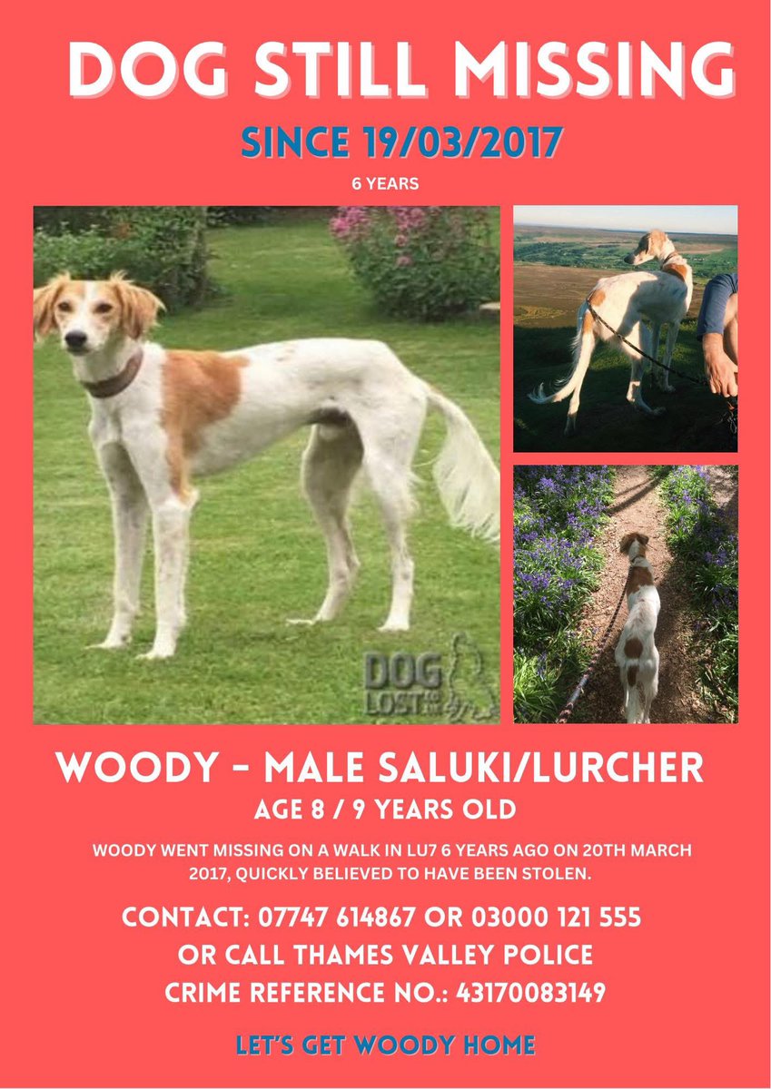 #StolenDogHour 
COULD WOODY STILL BE AROUND? 
He will be around 10-12 now 
He was cruelly #Stolen 19/3/17 
His family think of him all the time 
HAS HE HAD A HAPPY, GOOD LIFE? 
Young when he was taken 
#Saluki / #Lurcher x 
It’s believed he’s in #Stewkley 
doglost.co.uk/dog/112798