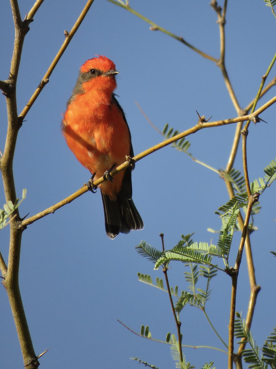 The San Pedro River is flowing (We got 1.35" a few days ago) -- and look at this cutie vermillion #flycatcher!