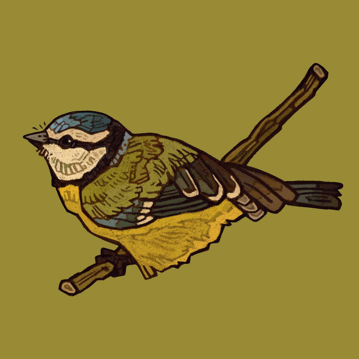 Eurasian blue tit