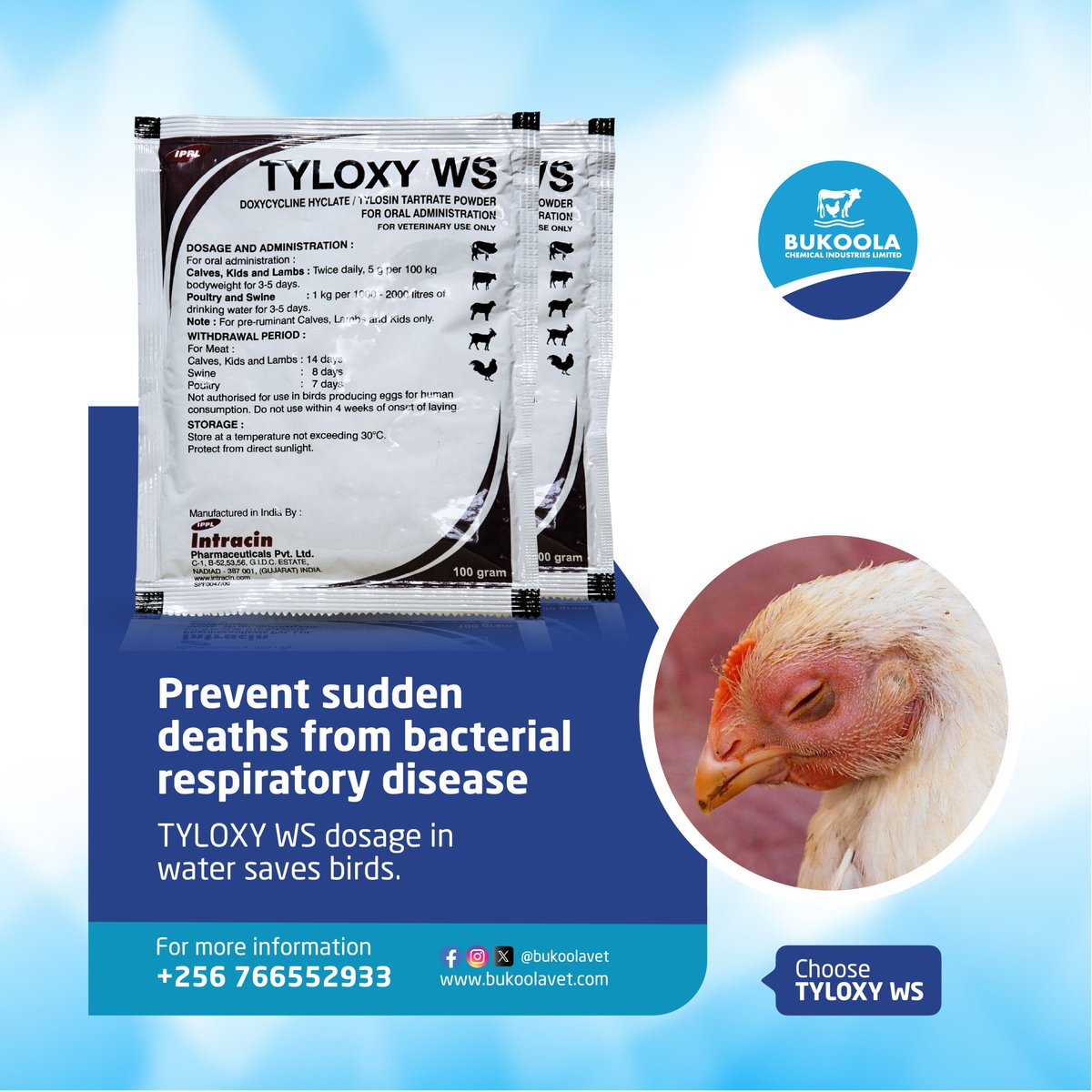 Bukoolavet's tweet photo. Sudden deaths can devastate your flock. TYLOXY WS prevents sudden deaths from bacterial respiratory disease. Get Tyloxy WS from our pharmacy in container village next to Bukoola Chemicals for your birds today.
#bukoolavet #vetpharmacy #poultryhealth #TyloxyWS #ChickenHealth https://t.co/SAN0e4cX1P