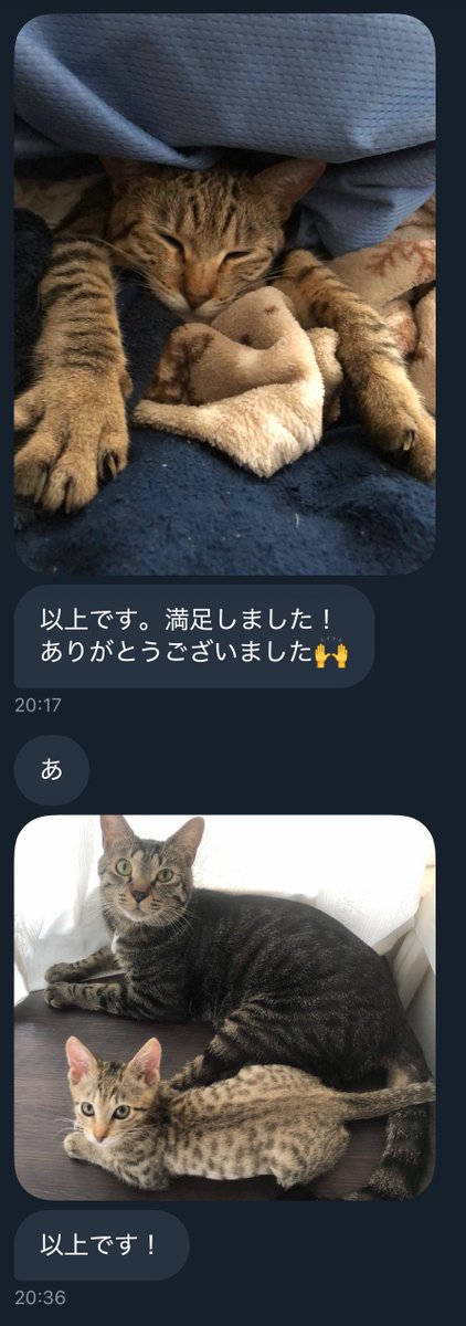 「うちの猫の写真を一方的に送りつけたい」という依頼。3万円払ってでも見せたい猫だったんだな。