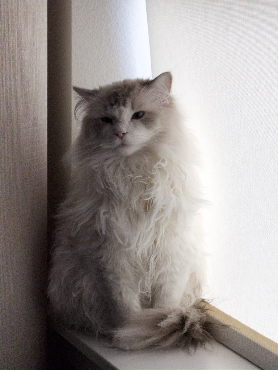 Rohil Pathak tweet media