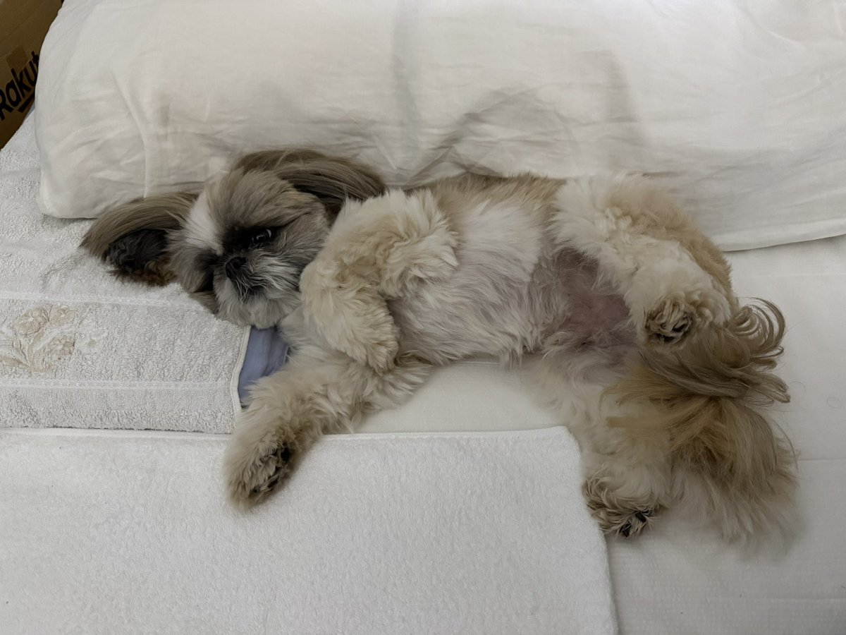 シーズーのズーコ♂ (@shih_tzu_co) / Posts / X