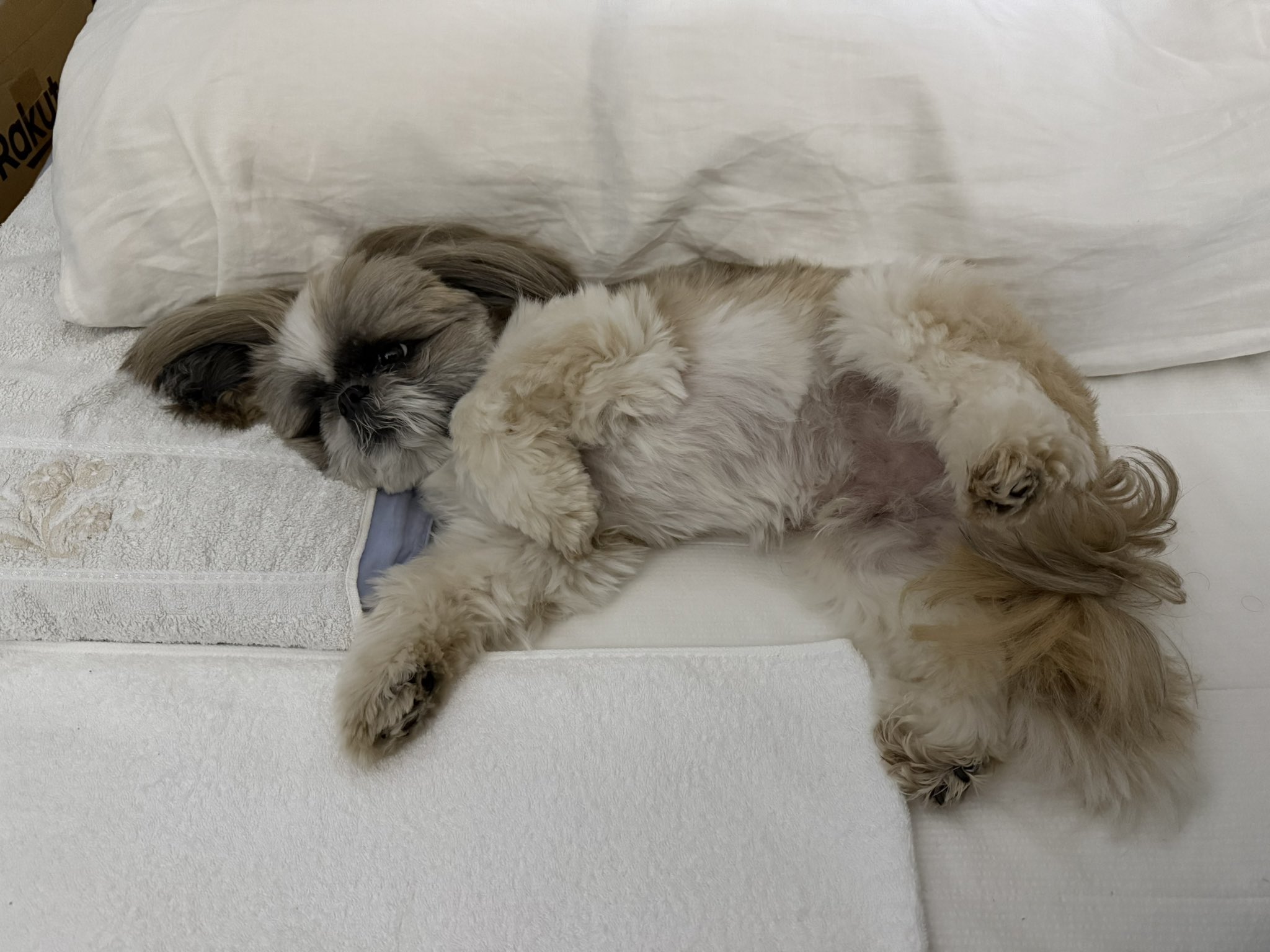 オーダー受付　シーズー　ご予約ページ　8/9 シーズーのズーコ♂ (@shih_tzu_co) / X