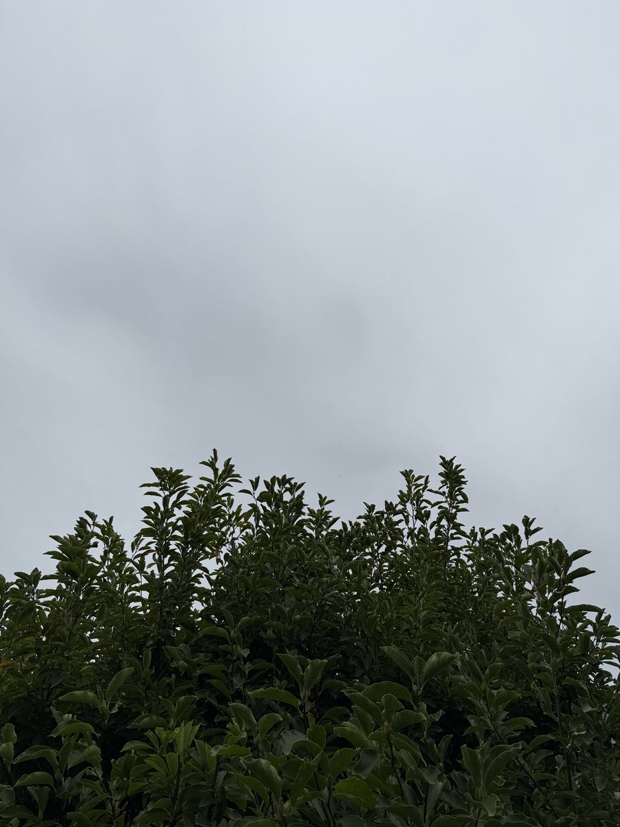 Gisteren nog onder le ciel de Provence, vandaag onder de grijze Vlaamse hemel 😟. Ik was beter ginder gebleven 🤨