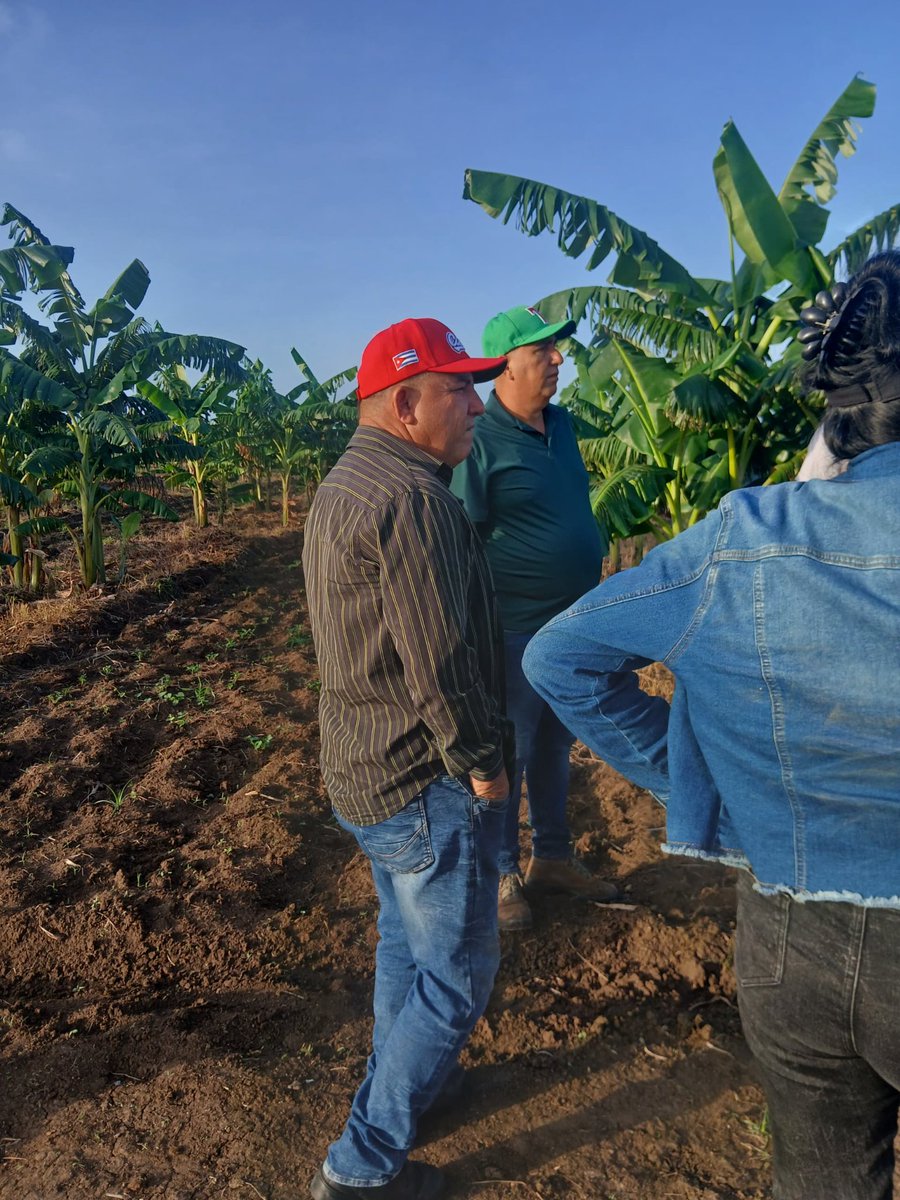 En el polo productivo de Majibacoa se continúa trabajando, pero se debe incrementar aún más el ritmo en las labores para avanzar con mayor rapidez #SíSePuede #LasTunas #PorLasTunasLaVictoria #PorUn26EnEl26