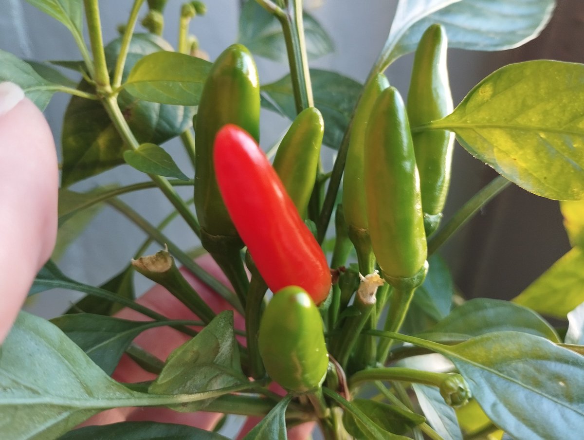 Peppe (@giusepp84623364) on Twitter photo 