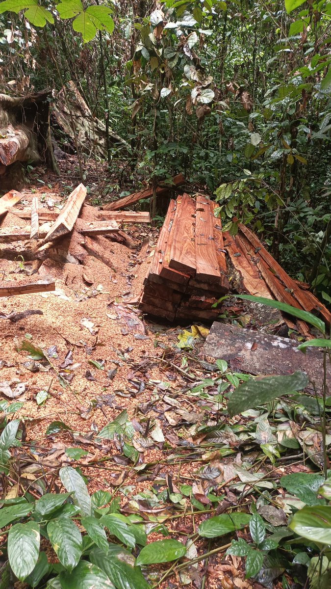 Please be the first amongst the thousands to like, comment and  repost this message if you believe that our remaining forest in the Amazon and in the Congo basin must be protected for climate action and environmental sustainability. No to deforestation and ecocide.