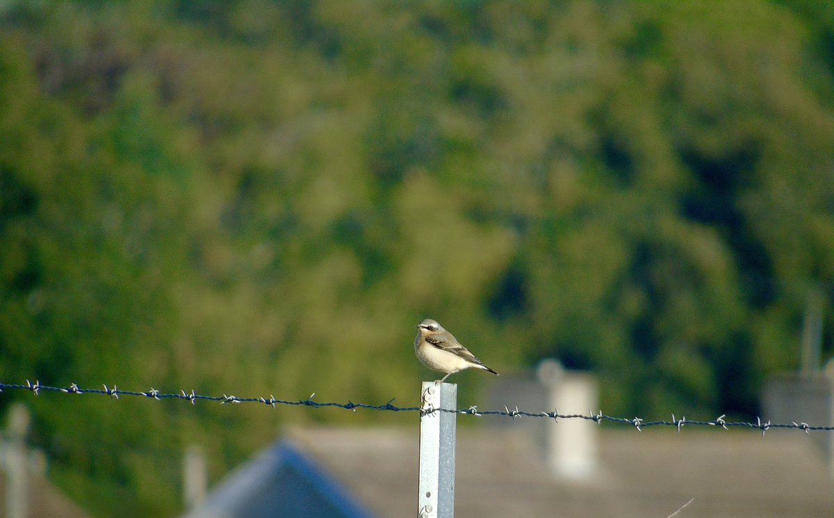crpm2003's tweet photo. A long anticipated return to X I’m sure… but I have been birding!

More so recently with an overnighter to Portland last week with Ruff and Little Owl and some really nice migrants, WOS Youth trips (Marsh Harrier) and autumn on my patch with the Wheatear! https://t.co/J3Ky85a7JS