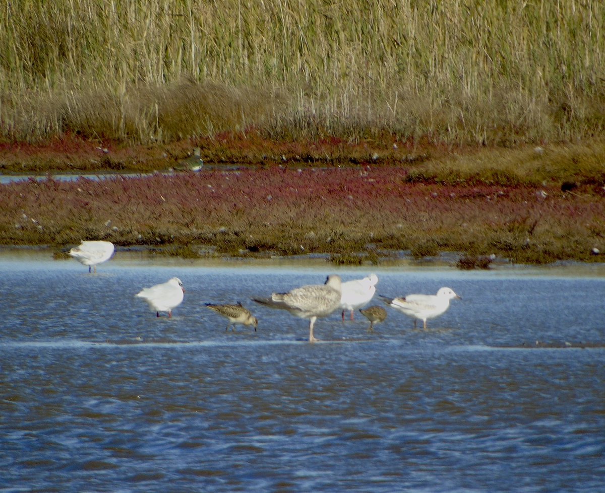 crpm2003's tweet photo. A long anticipated return to X I’m sure… but I have been birding!

More so recently with an overnighter to Portland last week with Ruff and Little Owl and some really nice migrants, WOS Youth trips (Marsh Harrier) and autumn on my patch with the Wheatear! https://t.co/J3Ky85a7JS