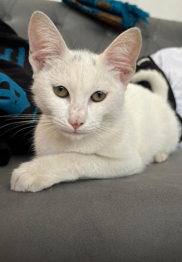 Giresun Sahiplendirme❗️
Dişi, tahminen 4 aylık 
Ömürlük yuvasını arıyor‼️