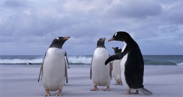 Ryley mohamed and ian77 discussing what to do now