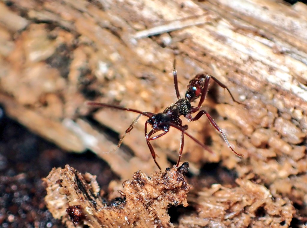 お譲りします / 蟻（バラ売り可） あり巣 in underground（蟻の総合店,飼育用品と女王アリ）