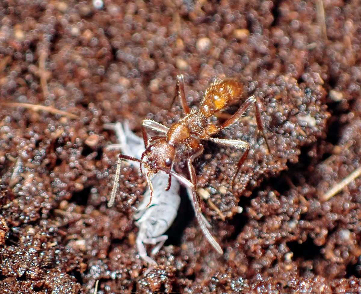 お譲りします / 蟻（バラ売り可） お譲りします / 蟻（バラ売り可）