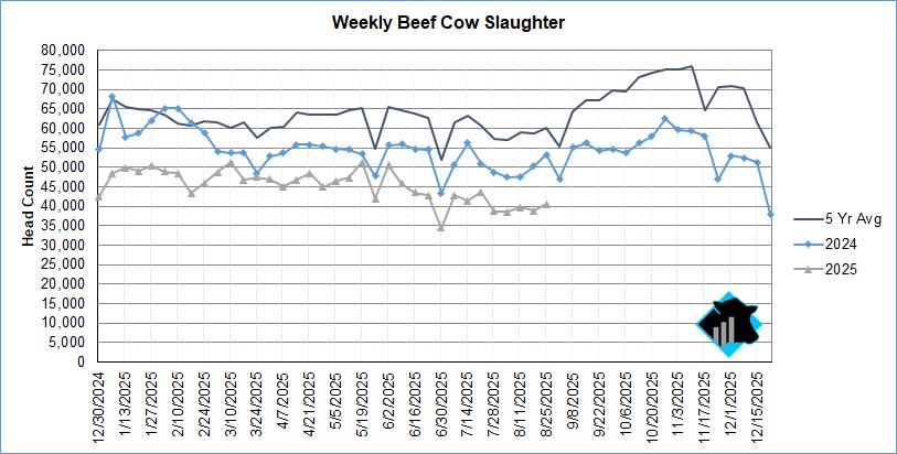 Weekly beef cow slaughter has averaged 39,414 head during the last four weeks of confirmed federally inspected reports. Compared to last year, that was roughly 21% less.