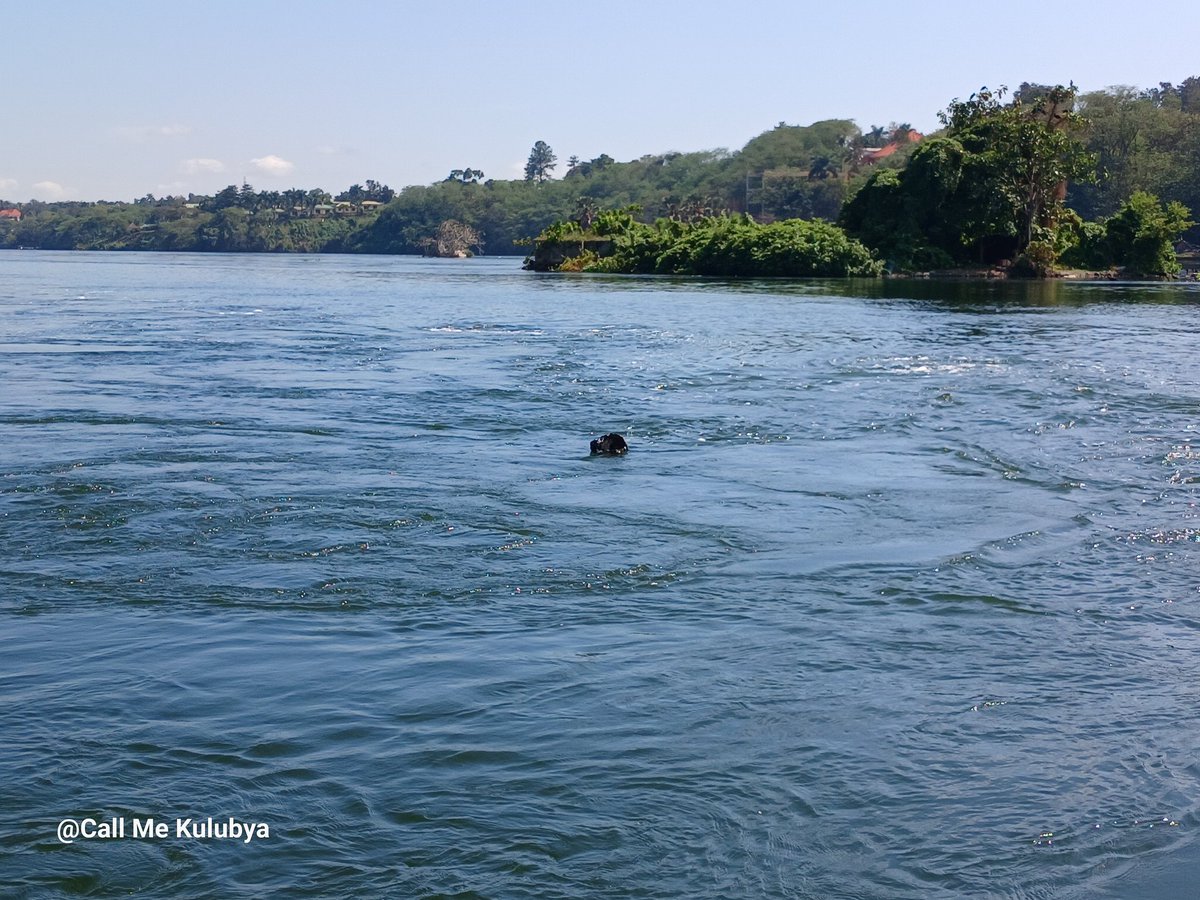 See what was floating on the source of the Nile.

And guys who collect plastic bottles ignore buveeras!

Every time you accept a #Kaveera bag, you are killing the planet 🤨

I still don't understand why we keep allowing polyethene bags (Kaveera) in grocery stores. Ofcourse I