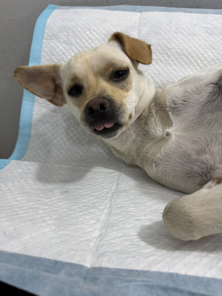 NADA DE AYUDA Y YA ENTRÓ A CIRUGÍA POR FAVOR