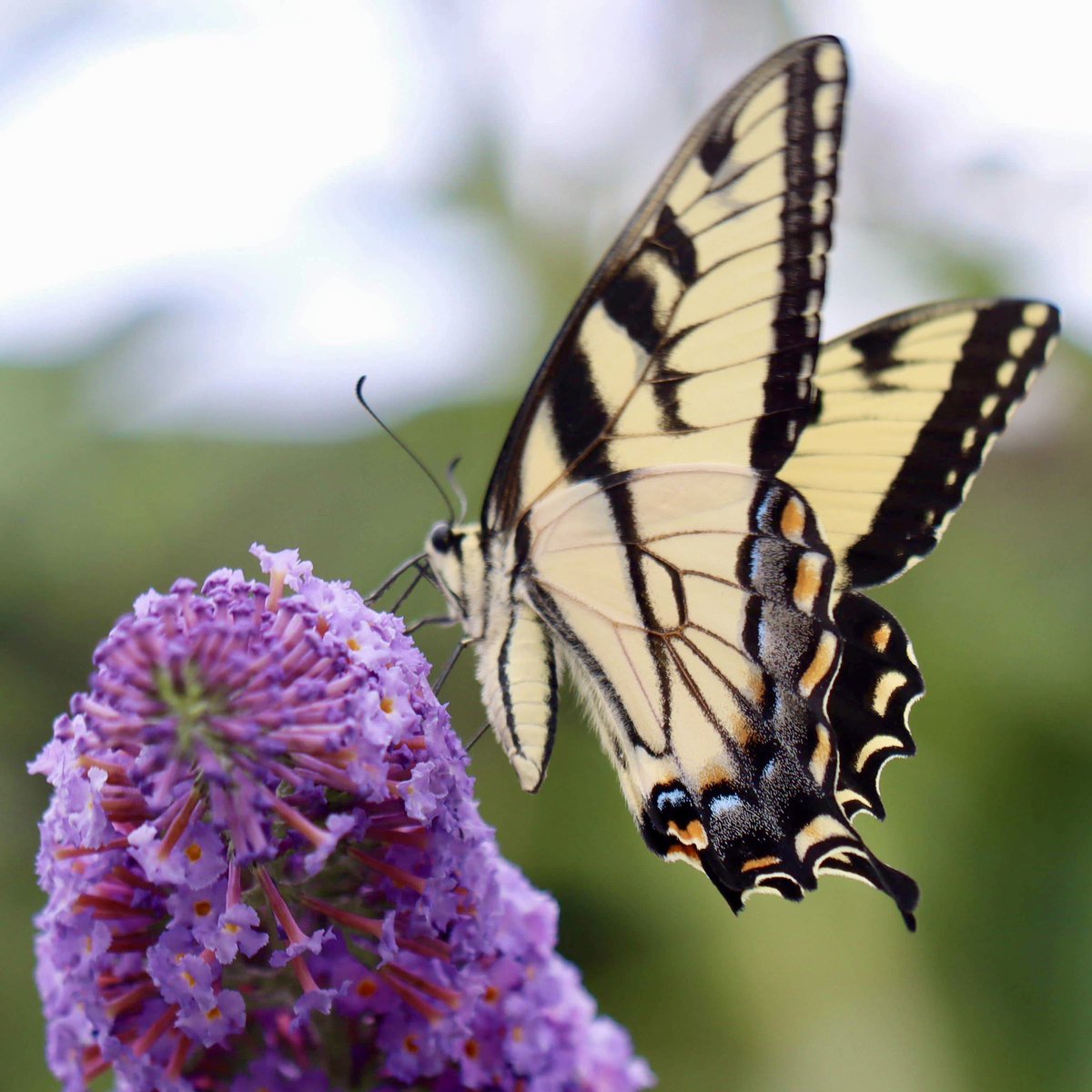 LisaNaturePhoto's tweet photo. “Elegance is the only beauty that never fades.” -Audrey Hepburn
#SwallowtailButterfly #NaturalBeauty #PrettyFlowers #PrettyWings #NaturePhotography #TeamCanon https://t.co/ItEva7Ydgg