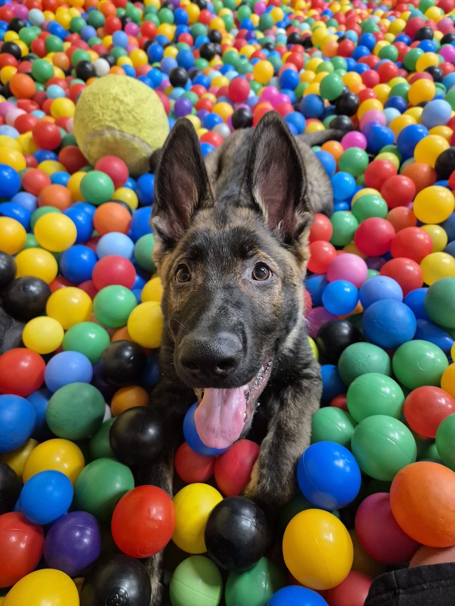 TPD Axel absolutely loved his visit to doggie soft play yesterday