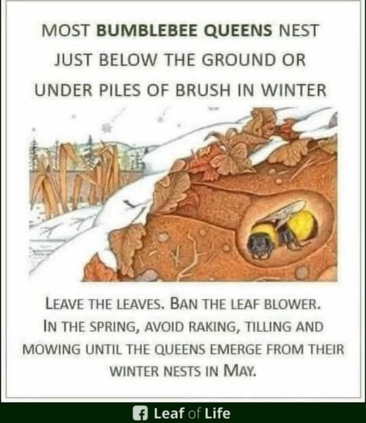 ZientekMary's tweet photo. Leave the leaves! Essential for Bumblebee Queens
#fblifestyle #bumblebee #bumblebees #bees #savethebees #savingmonarchs #leavetheleaves #pollinators #insects #gardening #naturalgarden https://t.co/H4yf4WDpjE
