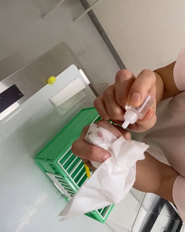 掴まれてるハムスターもおすすめです🐹