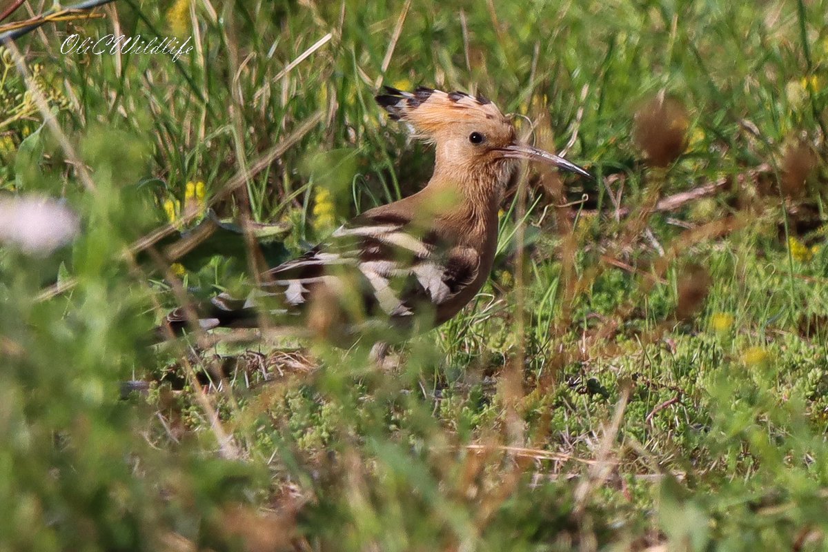 Hoopoe in Suffolk yesterday morning! #Birds #Birding #UKBirding #SuffolkBirding