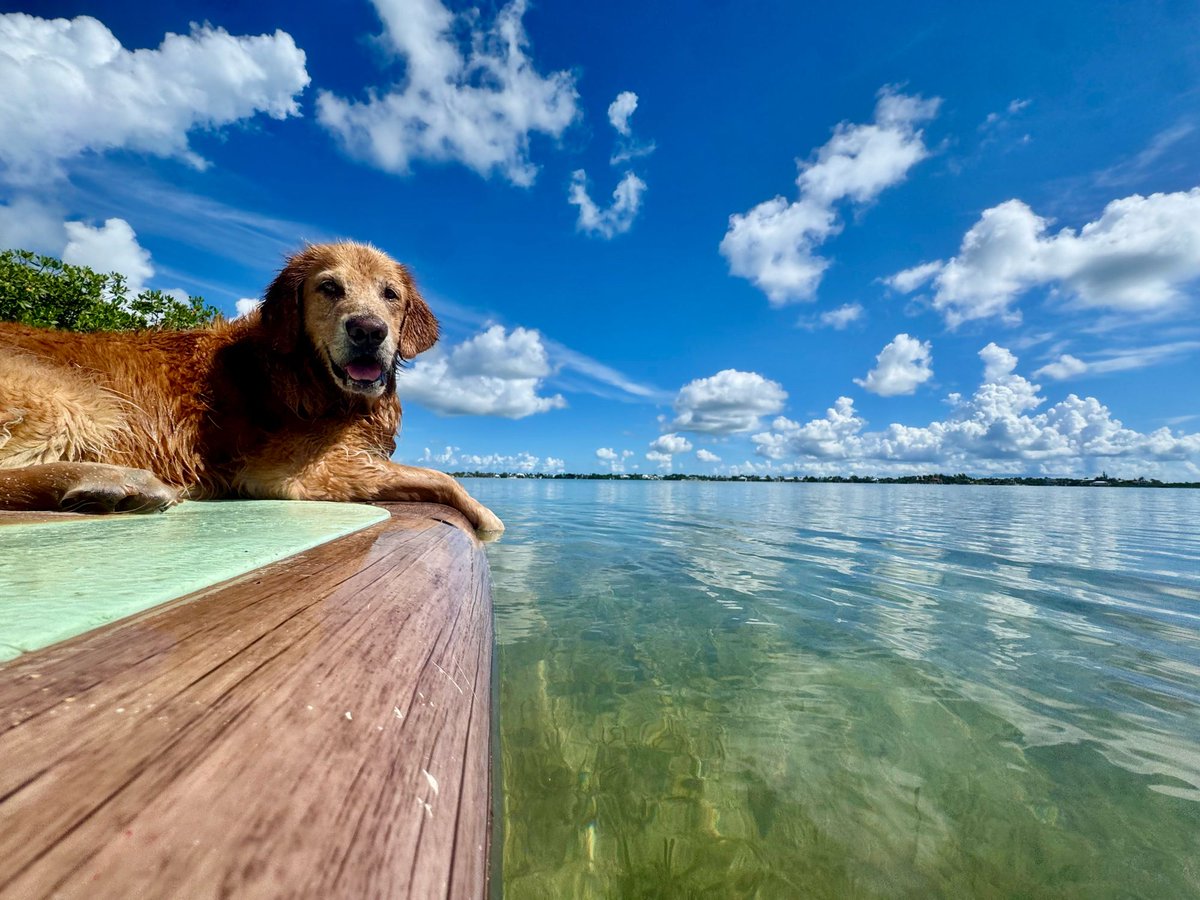 After days of patiently waiting, Guac got his very own private paddle board adventure this morning!