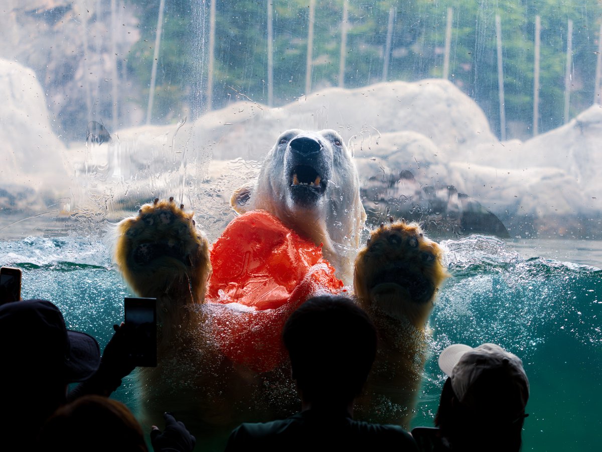ガラス面に貼りつく双子ちゃん（どちらかな？？）と、同じポーズをするパパ。親子の絆？ですね❤

「パパみたいにおおきくなるんだ～」