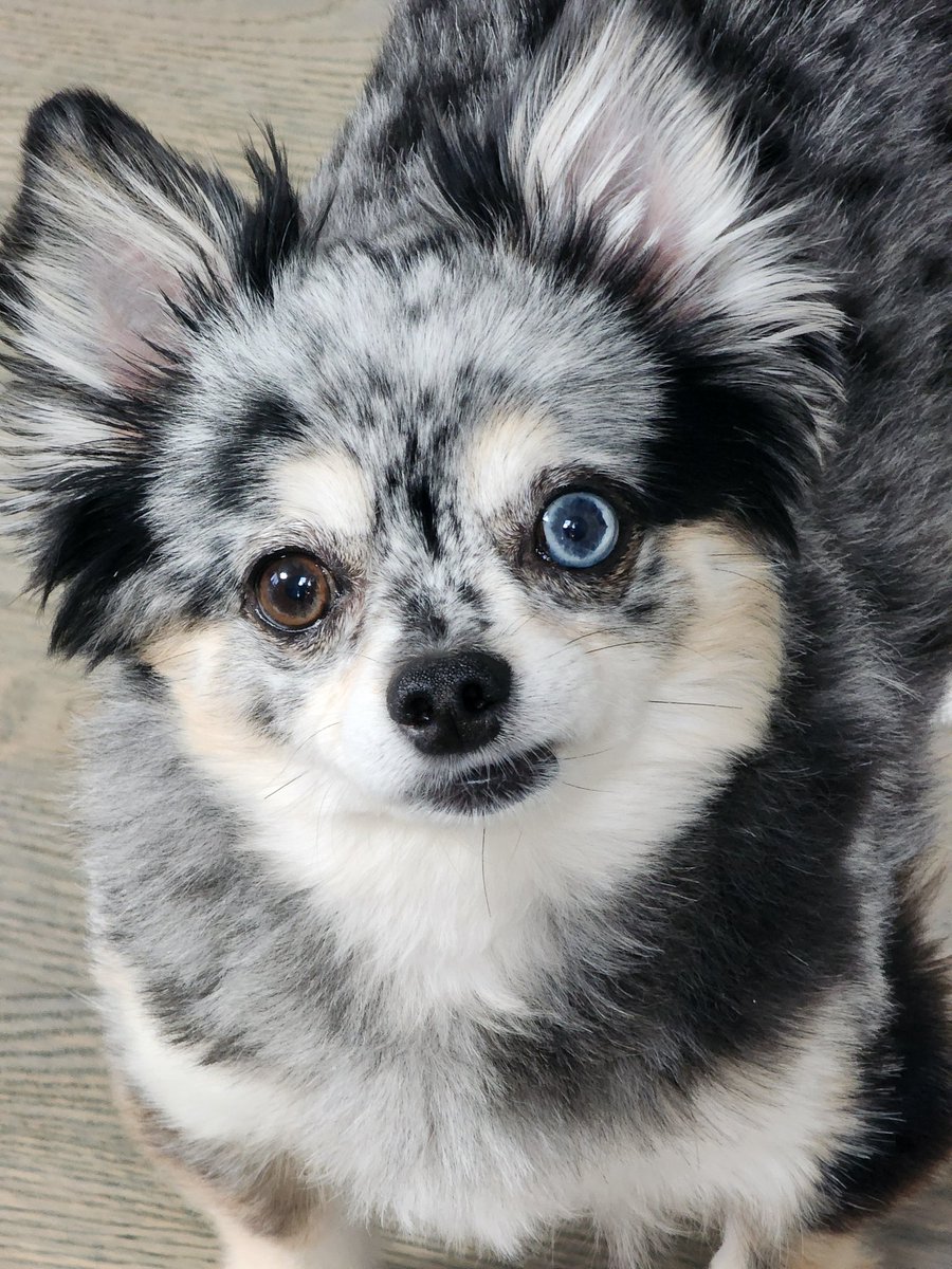 Cary Golomb tweet media