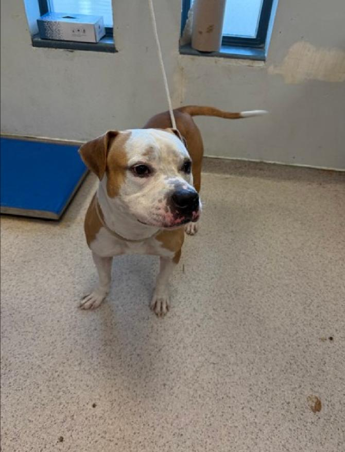 Ultra cute Sage (Manhattan ACC) is only 1 yr old. He doesn't belong at-risk in a kill shelter.
He needs daily physical activity with a loving, patient hooparent who knows how to raise a playful pup. No very tiny kids pleas
nycacc.app/#/browse/236365
#Adopt #Foster #Pledge4Rescue