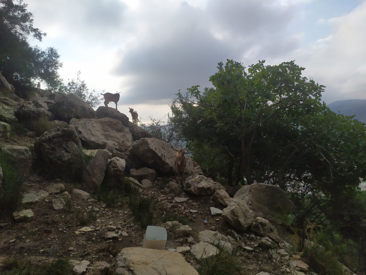 Entre ahir i hui hem fet ruta pels voltants de l'Alt de les Creus, a la Valldigna.
El primer dia pugem per la senda dels Amoladors fins a la Font de Sangonera, on pernoctem.
El segon dia tornem a Tavernes.