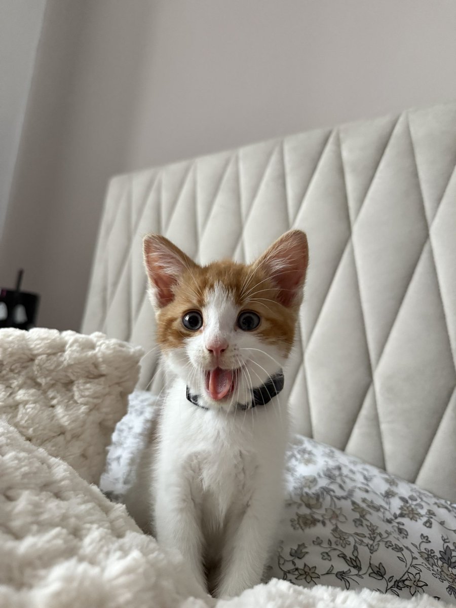 ThatSadBrit's tweet image. New photos of beans have dropped