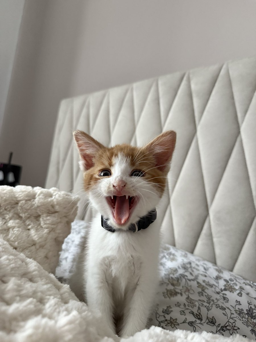 ThatSadBrit's tweet image. New photos of beans have dropped