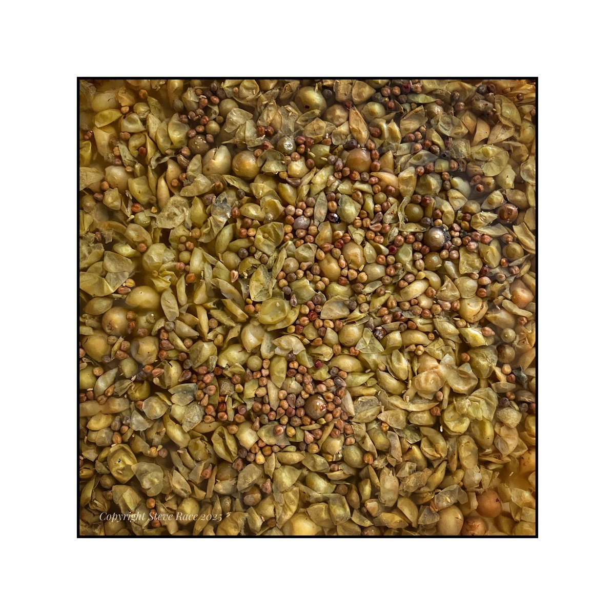 CampdEstrelles's tweet image. Pressing day for the piquette after seven days fermenting on the skins. I don’t know if I’ll keep doing this when all the newly grafted #Parellada start producing fruit, but for now it’s a way to stretch production…
😉🥂🍾🇪🇸

#SparklingWine