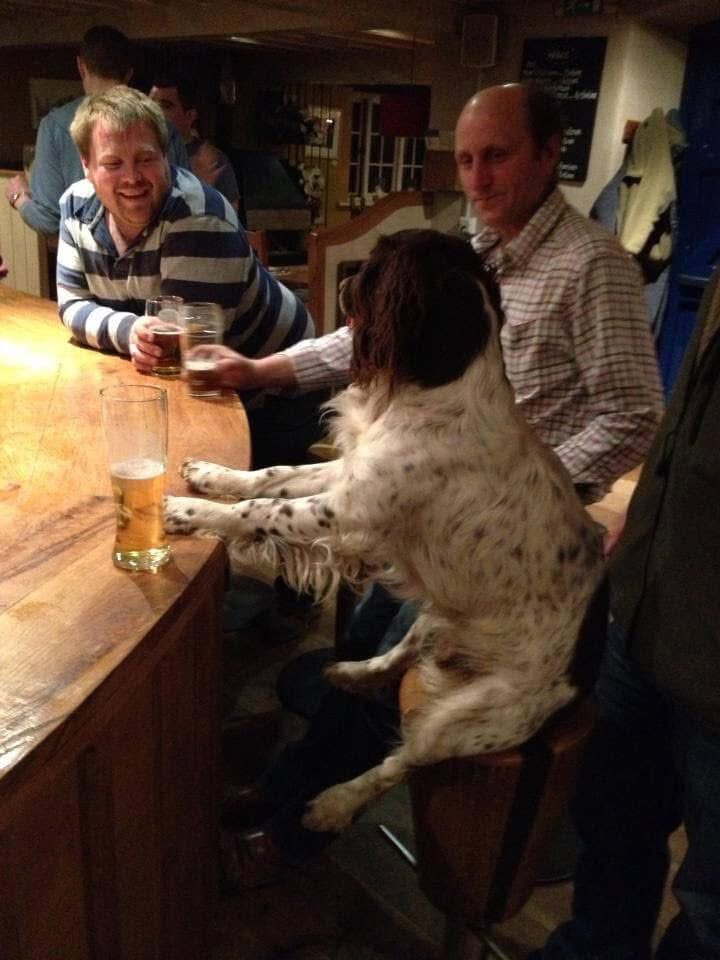 rosieDoc2's tweet photo. #StolenDogHour
BERTIE missing from his family #farm in #LAVERTON #BA2 6/1/17 (afternoon)
totally out of character of him as he had never done anything like this before
MALE/adult #ESS liver&white
https://t.co/tyGlhksMC8
@RachaelB100 @02031961pat @JacquiSaid @qu1ncey https://t.co/LkDBZRLrvd