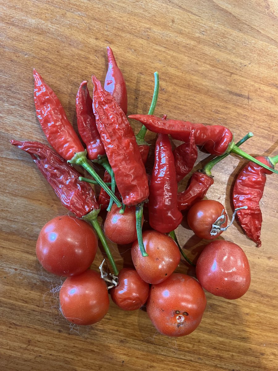 Oscar Landerretche tweet media