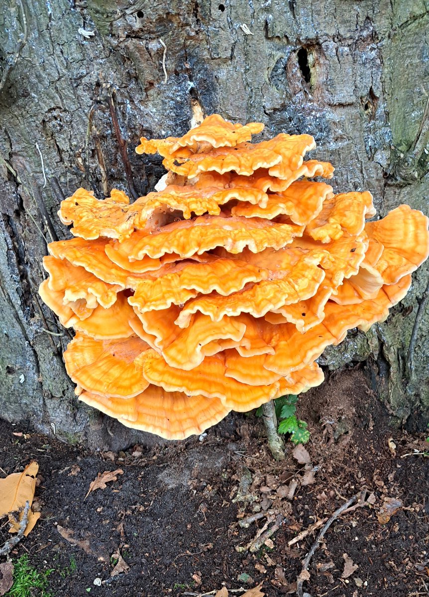 JiscaDijk's tweet photo. #LaetiporusSulphureus #ChickenoftheWoods #zwavelzwam #Driene #Lonnekermeer
Prachtig weer om even het bos in te gaan en dan dit vinden 😃🧡💛🧡 https://t.co/zWE3xa219i