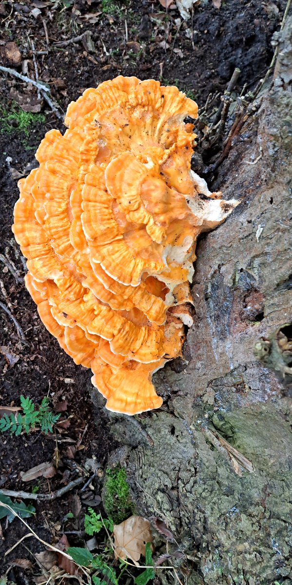 JiscaDijk's tweet photo. #LaetiporusSulphureus #ChickenoftheWoods #zwavelzwam #Driene #Lonnekermeer
Prachtig weer om even het bos in te gaan en dan dit vinden 😃🧡💛🧡 https://t.co/zWE3xa219i