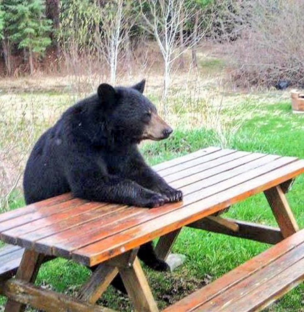 FOBRacing's tweet image. Waiting patiently for the jumps season proper to get underway