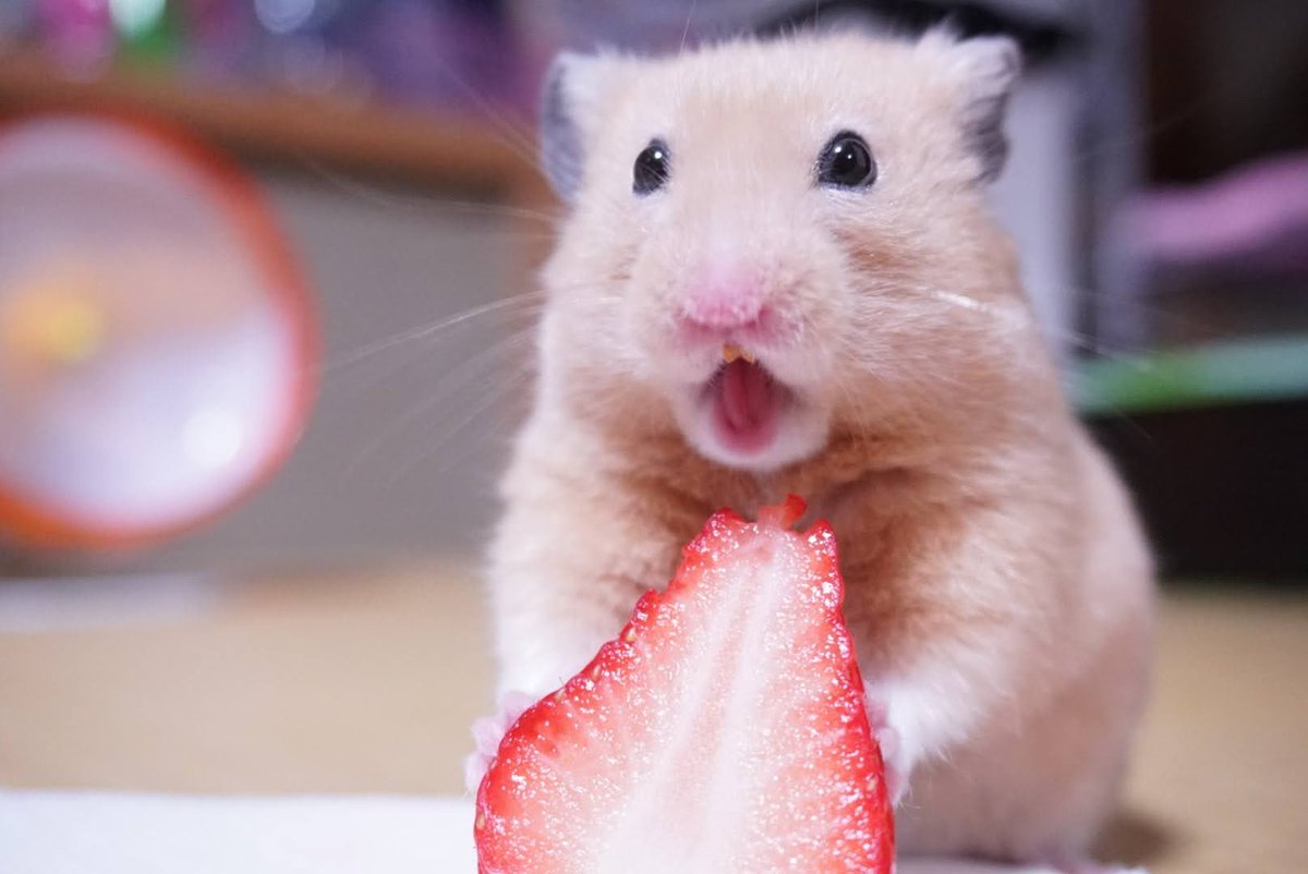 いちごって　うまくねーっ！？