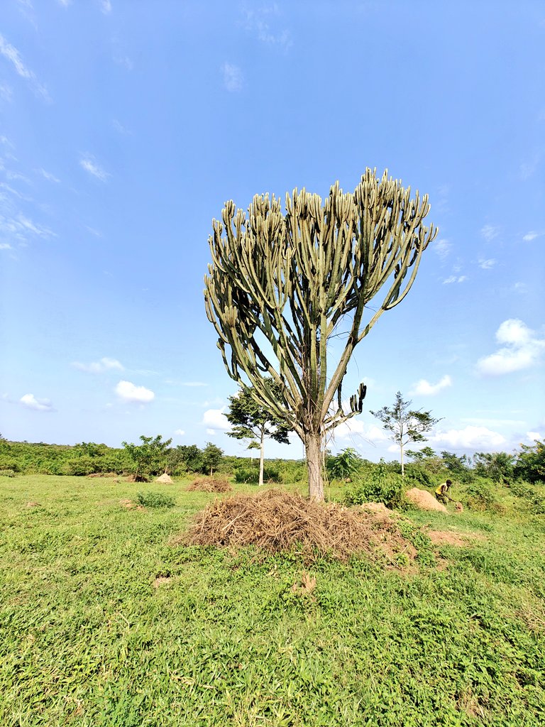 This tree is known as a Candelabra Tree #NaturePhotography #NatureFacts #NatureBeauty