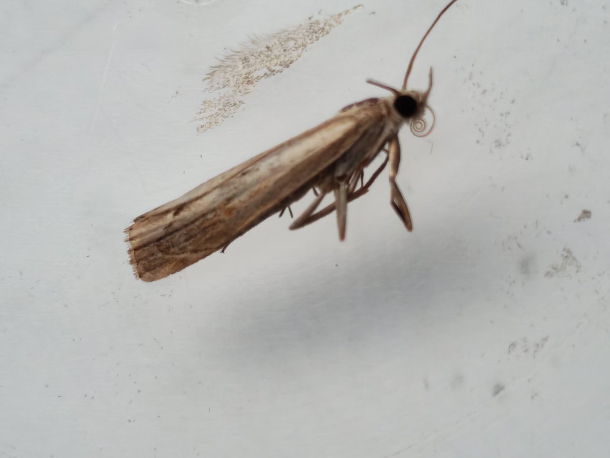 Hi Sean could I just run this one past you agriphila geniculea??Tia <a href="/MOTHIDUK/">UK Moth Identification</a>