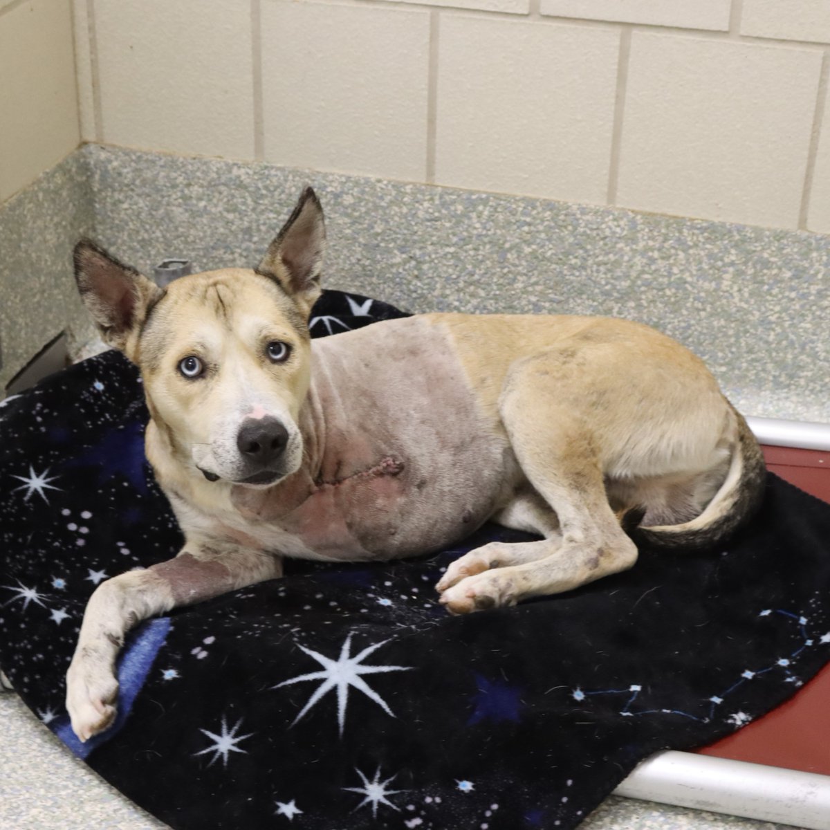HoustonSPCA's tweet photo. 🚑Meet Alaric, our ambulance rescue team rushed to his aid after he was hit by a car. He’s now safe and receiving care at the Houston SPCA. 💙 If you see an animal injured or in distress, please call our 24-hour Animal Ambulance at 713-880-HELP (4357).

#HoustonSPCA #AnimalRescue https://t.co/GZLVoLxgRI