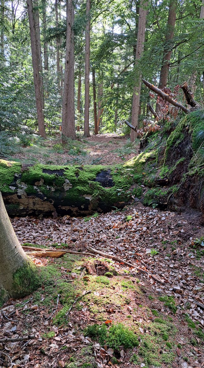 JiscaDijk's tweet photo. #Doodhoutleeft #Lonnekermeer #Twente #Hengelo #Natura2000 #Hartjesbos #beuken #Mos
Hier mogen dode bomen blijven staan en ook liggen.
Heerlijk om het bos even in te stappen en alle stadia van verval te kunnen bekijken ๐ https://t.co/m9nr25BEDF