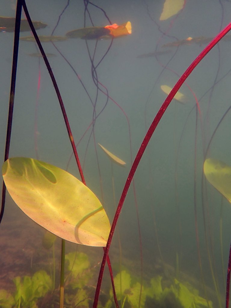 Blixxum (@christinejasch2) on Twitter photo 